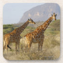 Search for giraffa Africa