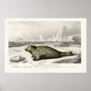 Recherche de bébé phoque posters Océan