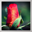 Search for highlight posters Photography