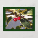 Search for holly berry postcards Red