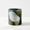 Search for cala Lilly