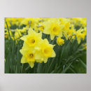 Recherche de daffodil posters Plante