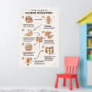 Search for biologic posters Anatomy