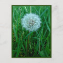 Search for good wishes postcards Nature