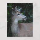 Search for boy vertical postcards Black