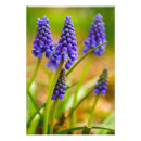Search for grape hyacinth Purple