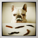 Recherche de moustache photographie Chiot