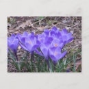 Recherche de crocus cartes postales Fleur