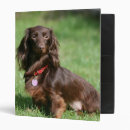 Search for long hair dachshund office supplies Zwergteckel