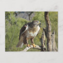 Search for falconry postcards Hawk