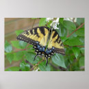Recherche de papillon machaon art Insecte