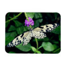 Recherche de papillon blanc magnets Insecte