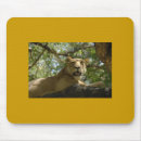 Search for lioness mousepads Cats