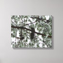 Search for pine trees canvas prints Winter