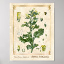 Search for tobacco leaf Leaves