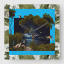 Search for koala clocks Australia