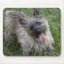 Search for cairns mousepads Dog