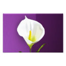 Recherche de calla lily posters Nature