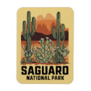 Search for cactus magnets Saguaro national park
