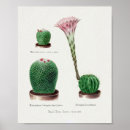 Search for vintage cactus art Cacti