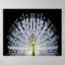 Recherche de art deco peacock posters Pour elle