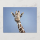 Search for giraffe looking postcards Looking at camera