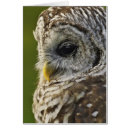 Search for varia Owl