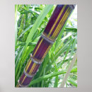 Search for cane sugar Hawaii