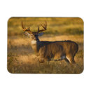 Search for odocoileus magnets Usa