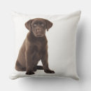 Recherche de chiot labrador coussins Animal