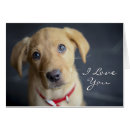 Search for fox red labrador Puppy