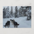 Recherche de husky cartes postales Hiver