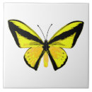 Recherche de ailes carreaux Décoratif