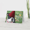 Search for boston terrier birthday cards Pet