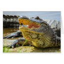 Recherche de alligator sauvage cartes postales Reptiles