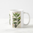 Recherche de poivre tasses Botanique