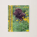 Recherche de laboratoire puzzles Labrador