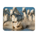 Recherche de cheval de camargue magnets Superstock