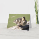 Search for wild duck cards Birds