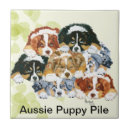 Recherche de berger australien carreaux Chiot