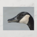 Recherche de gosse cartes postales Faune