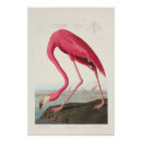 Recherche de rose flamant posters Audubon