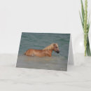 Search for haflinger horse cards Bob langrish