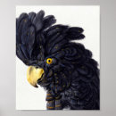 Search for black cockatoo posters Tropical
