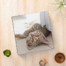 Search for shorthaired binders Kitten
