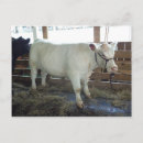Search for bovines postcards Cattle