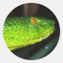 Recherche de serpent vert autocollants Reptile