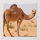 Recherche de camel invitations Animal sauvage