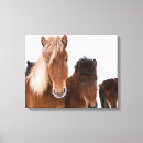 Search for cute foals posters Pony