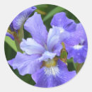 Search for purple iris flower stickers Botanical